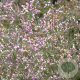 Limonium latifolium GM P9