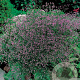 Limonium latifolium GM P9
