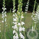 Linaria purpurea 'Alba' GM P9