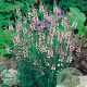 Linaria purpurea 'Canon J. Went' GM P9