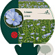 Linum perenne GM P9