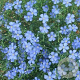 Linum perenne GM P9