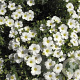 Linum perenne 'Diamant' GM P9