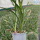 Liriope muscari GM P9