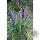 Liriope muscari 'Big Blue' GM P9