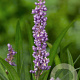 Liriope muscari 'Ingwersen' GM P9