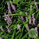 Liriope muscari 'Majestic' GM P9