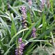 Liriope muscari 'Majestic' GM P9