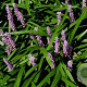 Liriope muscari 'Majestic' GM P9