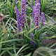 Liriope muscari 'Moneymaker' GM P9