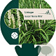 Liriope muscari 'Monroe White' GM P9