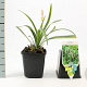 Liriope muscari 'Monroe White' GM P9