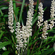 Liriope muscari 'Monroe White' GM P9