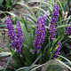 Liriope muscari 'Royal Purple' GM P9