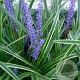 Liriope muscari 'Variegata' GM P9