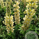 Lupinus 'Chandelier' GM P9