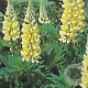 Lupinus 'Chandelier' GM P9