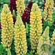 Lupinus 'Chandelier' GM P9