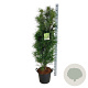 Frangula alnus Fine Line 150-175 cm 30L extra