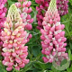 Lupinus 'Gallery Pink' GM P9