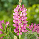 Lupinus 'Gallery Pink' GM P9
