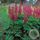 Lupinus 'Gallery Red' GM P9