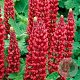 Lupinus 'Gallery Red' GM P9