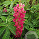 Lupinus 'Gallery Red' GM P9