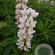 Lupinus 'Gallery White' GM P9