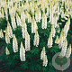 Lupinus 'Gallery White' GM P9