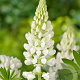 Lupinus 'Gallery White' GM P9