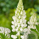 Lupinus 'Gallery White' GM P9