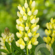 Lupinus 'Gallery Yellow' GM P9