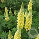 Lupinus 'Gallery Yellow' GM P9