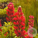 Lupinus 'My Castle' GM P9