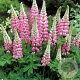 Lupinus 'The Chatelaine' GM P9