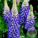 Lupinus 'The Governor' GM P9
