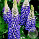 Lupinus 'The Governor' GM P9