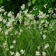 Luzula nivea 'Schneehäschen' GM P9