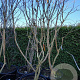 Heptacodium miconioides 200-250 cm cont. 110L solitair