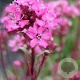 Lychnis alpina GM P9