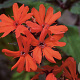 Lychnis arkwrightii 'Vesuvius' GM P9