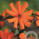 Lychnis arkwrightii 'Vesuvius' GM P9