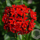 Lychnis chalcedonica GM P9