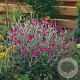Lychnis coronaria GM P9