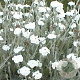 Lychnis coronaria 'Alba' GM P9