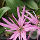 Lychnis flos-cuculi GM P9