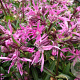 Lychnis flos-cuculi GM P9