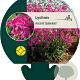 Lychnis viscaria 'Splendens' GM P9