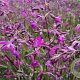 Lychnis viscaria 'Splendens' GM P9